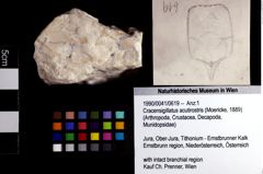 Foto (Objket + Etiketten) von Cracensigillatus acutirostris (Moericke, 1889) 